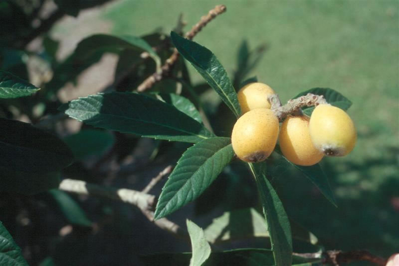 eriobotrya fruit